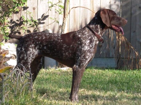 /images/uploads/southeast german shorthaired pointer rescue/segspcalendarcontest2019/entries/11800thumb.jpg